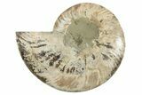 Bargain, 6.4" Cut & Polished Ammonite Fossil (Half) - Madagascar - #200103-1